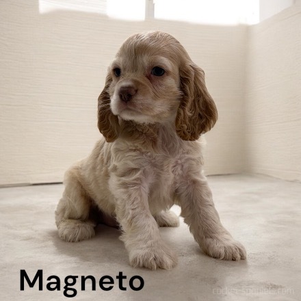 puppy, for, sale, Cocker Spaniel, Joe & Cherri  Overlease, dog, breeder, Miller, MO, dog-breeder, puppy-for-sale, forsale, nearby, find, puppyfind, locator, puppylocator, aca